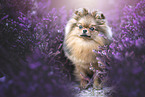 Pomeranian