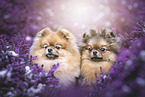2 Pomeranians