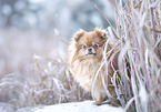 Pomeranian