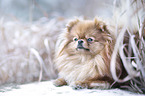 lying Pomeranian