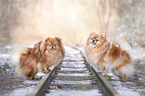 2 Pomeranians