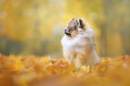 sitting Pomeranian