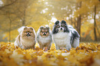 3 Pomeranians