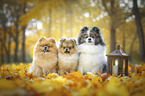 3 Pomeranians