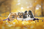 3 Pomeranians