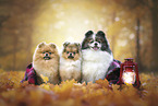 3 Pomeranians