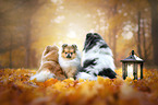 3 Pomeranians