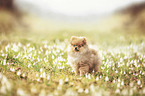 Pomeranian Puppy