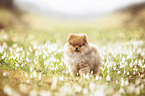 Pomeranian Puppy