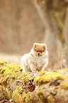 Pomeranian Puppy