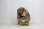 Pomeranian Puppy