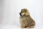 Pomeranian Puppy