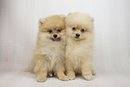 Pomeranian Puppies