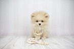 Pomeranian Puppy