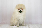 Pomeranian Puppy