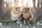 2 Pomeranian