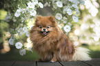 Pomeranian in summer