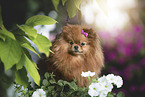 Pomeranian in summer