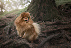 Pomeranian in summer