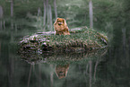 Pomeranian in summer