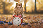 Pomeranian in autumn