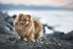 Pomeranian by the water