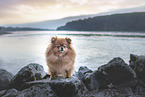 Pomeranian by the water