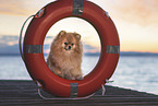 Pomeranian by the water