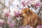 Pomeranian in spring