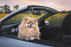 Pomeranian in summer