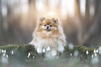 Pomeranian in spring