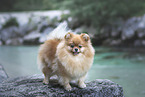 Pomeranian in summer