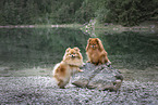 2 Pomeranian