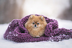 Pomeranian in winter