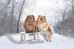 2 Pomeranian