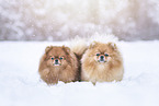 2 Pomeranian