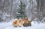 2 Pomeranian