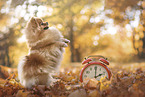 Pomeranian in autumn