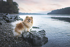 Pomeranian by the water