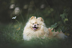Pomeranian in summer