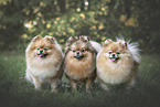 3 Pomeranian