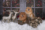 2 Pomeranian