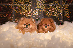2 Pomeranian