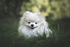 Pomeranian in summer