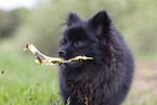 young black Pomeranian