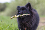 young black Pomeranian