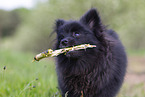 young black Pomeranian