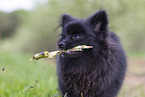 young black Pomeranian