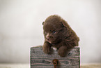 Pomeranian Puppy