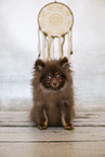 young Pomeranian